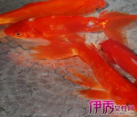 【图】梦见红鲤鱼是什么意思 预示你命中注定的他就要出现了