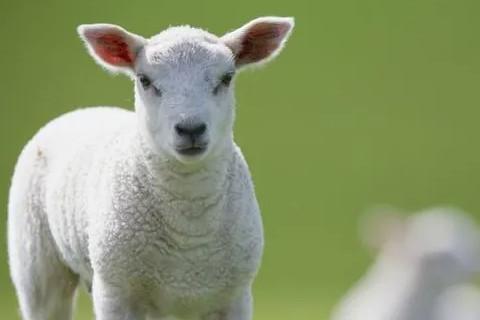 属羊最佳婚配属相最好 属羊和什么属相最配,生肖属相,羊