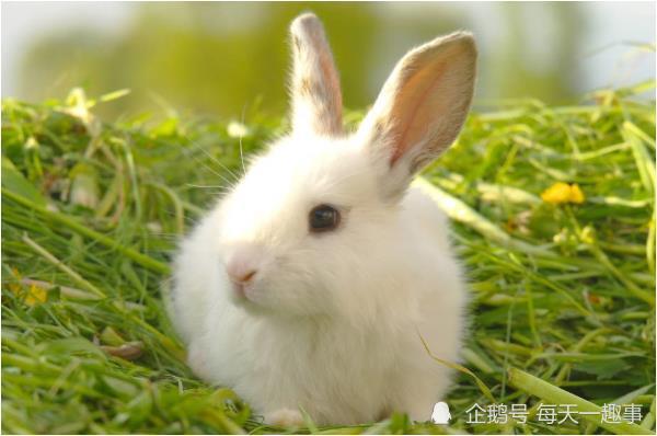 属兔的几月出生好 属兔生于二月 其时正是风寒季节,也正是万物萌动的