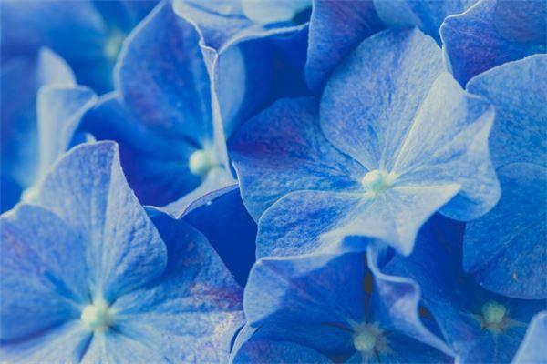梦见蓝色的花