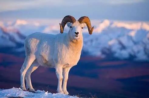 2023年属羊人的全年运势1979年出生-2023年属羊的运势怎么样 - 腾阅网