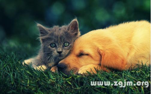 梦见猫和狗是什么意思