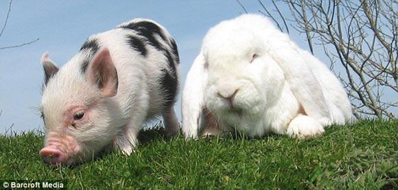 罕见巨兔和小猪结下深厚友谊 上演猪兔传奇(组图)