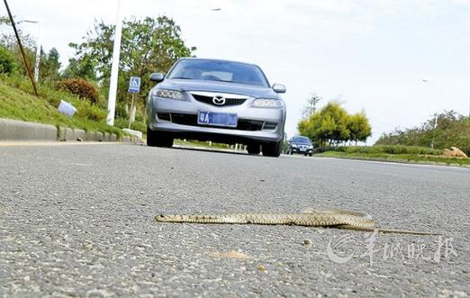 被放生的蛇在马路上极易被车碾死
