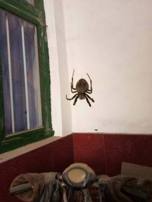 家里发现了一只大蜘蛛好害怕不知道有没有毒啊