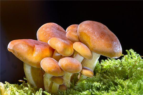 梦见采蘑菇
