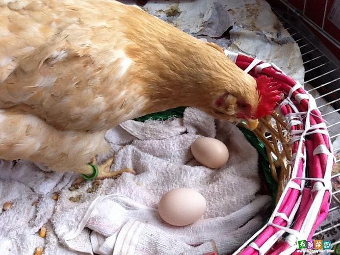 追踪两只母鸡下蛋的全过程