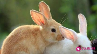 属兔和生肖配不配 属兔和十二生肖的配对