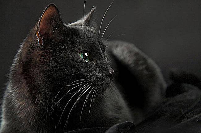 黑色的猫是什么品种,常见的就是这几种