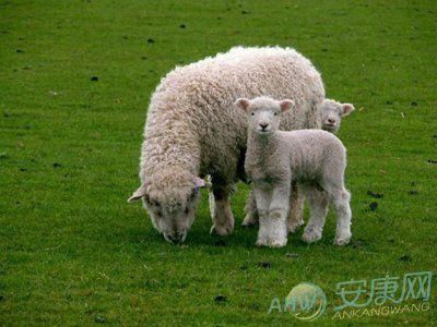 生肖羊31岁过后命数已定2023属羊的今年犯死煞