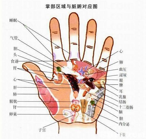 手掌内脏对应图手掌对应内脏手相图解