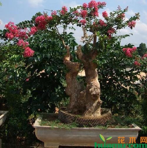 紫薇树盆景的嫁接方法-种植技术-中国花木网
