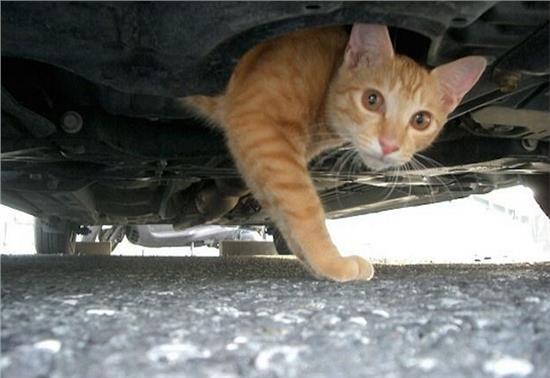 开车撞死猫有什么预兆死猫为什么不能埋掉