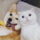 拆家小队宠物联盟