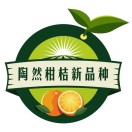 陶然柑桔新品种